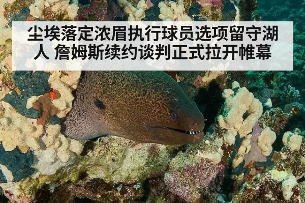 尘埃落定浓眉执行球员选项留守湖人 詹姆斯续约谈判正式拉开帷幕